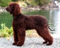 /album/ra%c3%a7as%20de%20cachorros%20%2c%20%28%3a/spaniel%20d%e2%80%99agua%20irland%c3%aas%202-jpg/